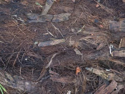 Detailed view of forest floor surface featuring dark brown pine needles and d Stock Photos