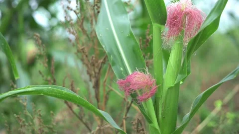 Detailed view of fresh corn silk and green leaves in agricultural field Video stock 293121003