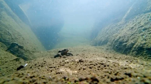 Detailed view of a frog inside the cold water of the river Stock Footage 105465364