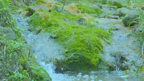 A Detailed View of a Gentle Stream Flowing Over Moss-Covered Rocks Stock Footage 280473662