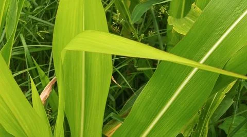 Detailed view of green corn crops outdoors during the growing season Stock-Fotos