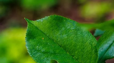 A detailed view of a green leaf with a bug on it in a close up shot Stock Photos