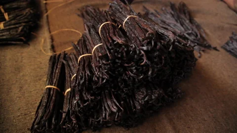 Detailed View of Hand Sorting Fresh Vanilla Pods for Quality Inspection Stock Footage 221442639