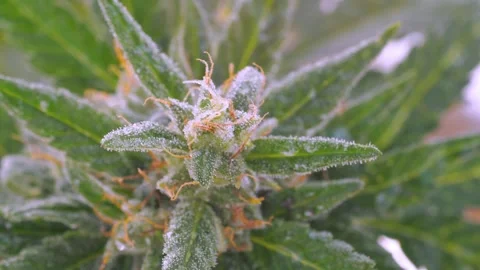 Detailed view: healing hemp leaf. Medicinal trichomes sparkle. 動画素材 285034301