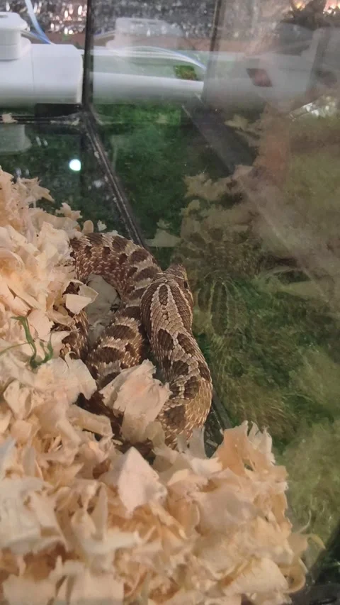 Detailed view of a hognose snake Vídeos de archivo 341102863
