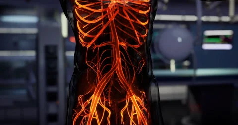 Detailed view of human blood vessels showcasing the circulatory system Видео 321663155