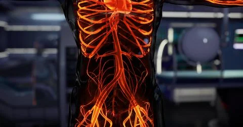 Detailed view of human blood vessels showcasing the circulatory system Stock Illustration