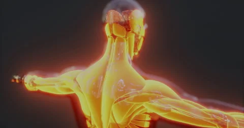Detailed view of human body muscle anatomy highlighting structure and function 動画素材 304515744