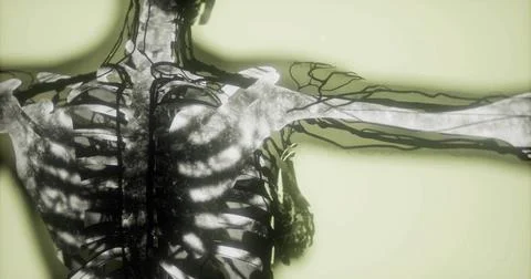 Detailed view of human bones showcasing skeletal structure and anatomy Stockillustratie