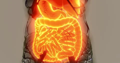 Detailed view of the human digestive system with highlighted anatomy features Stock Footage 325029423