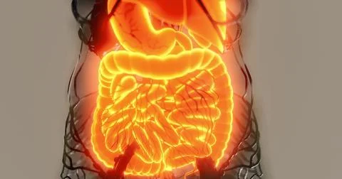 Detailed view of the human digestive system with highlighted anatomy features Stock Illustration