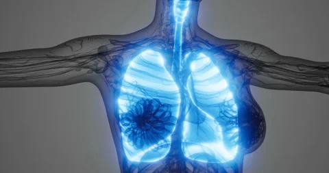 Detailed view of human lungs highlighting anatomy and respiratory function Stock Footage 304512682