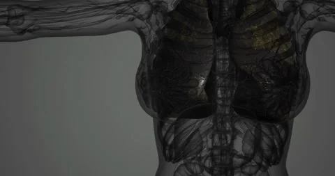 Detailed view of human lungs in a transparent torso representation Stock Footage 314260409