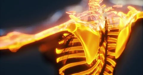 Detailed view of the human skeleton highlighting the ribcage and shoulder are Stock Illustration