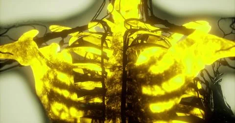 Detailed view of the human skeleton showcasing rib cage and spine structure 스톡 일러스트