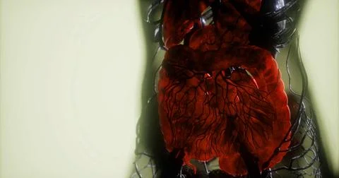 Detailed view of internal organs showcasing the circulatory system anatomy Stock Illustration