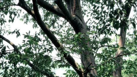 Detailed view of large tree trunk and branches with green leaves. Stock Footage 337571590
