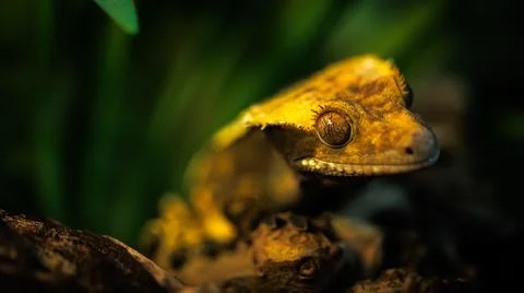 A detailed view of a lizard perched on a stone, captured in macro photography Stock Photos