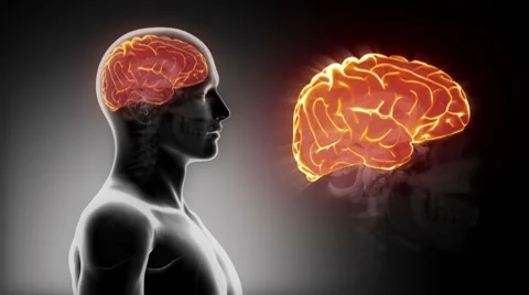 Detailed view - Male BRAIN RIGHT CEREBRUM anatomy in x-ray Stock Footage