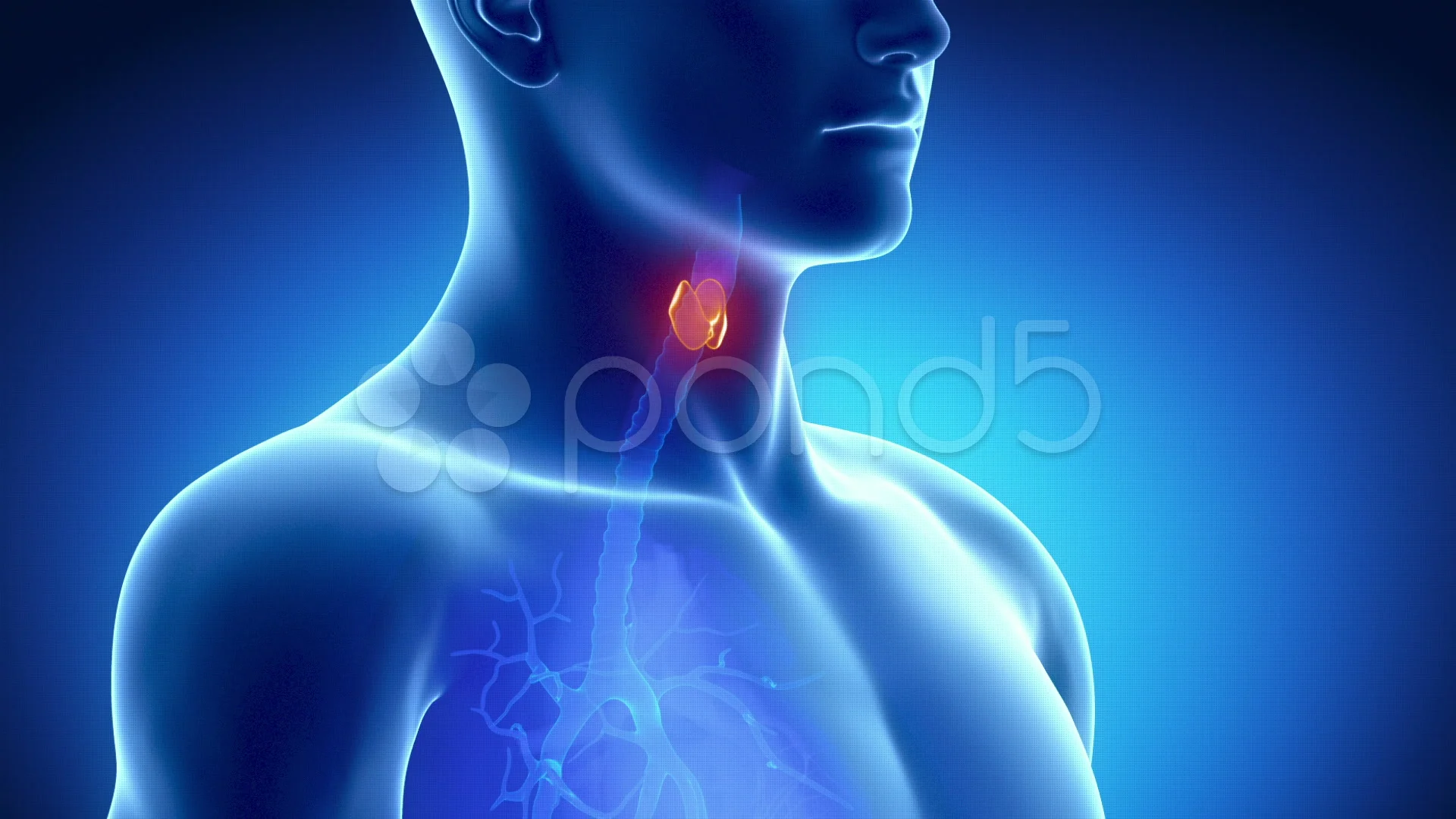 Endocrine Center - Thyroid, Parathyroid & Adrenal Surgery | UCLA Health