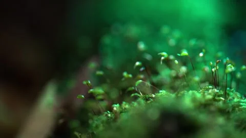 Detailed view of moss in macro showing tall sporophytes and textured surfac.. Stock Footage 323791545