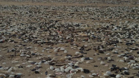 Detailed view of natural pebble patterns and subtle coloration. Macroscopic shot Stock Footage 334012404