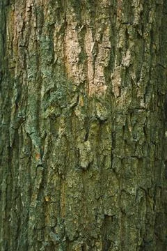 Detailed View of Oak Tree Trunk Bark Foto stock