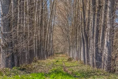 Detailed view of the parallel trees on the herbs field Stock Photos