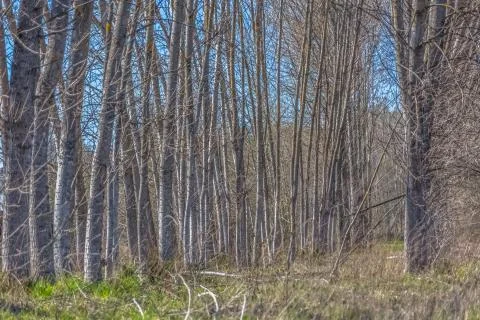 Detailed view of the parallel trees on the herbs field Stock Photos
