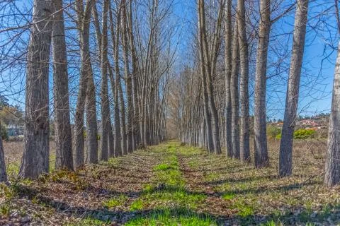 Detailed view of the parallel trees on the herbs field Foto stock