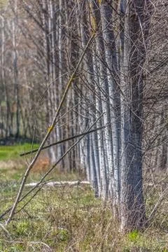 Detailed view of the parallel trees on the herbs field Stock Photos