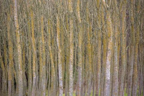 Detailed view of the parallel trees in the middle at the woods, typical veget Stock Photos
