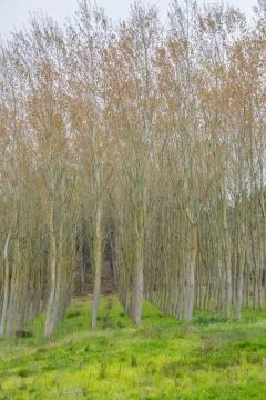 Detailed view of the parallel trees in the middle at the woods Stock Photos