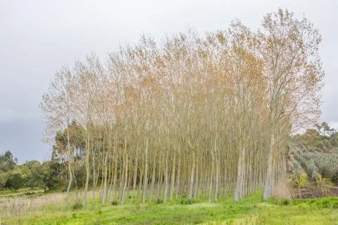 Detailed view of the parallel trees in the middle at the woods Stock Photos