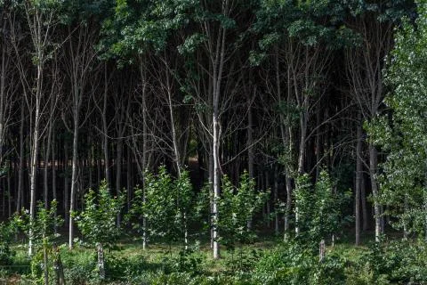 Detailed view of the parallel trees in the middle at the woods Stock Photos