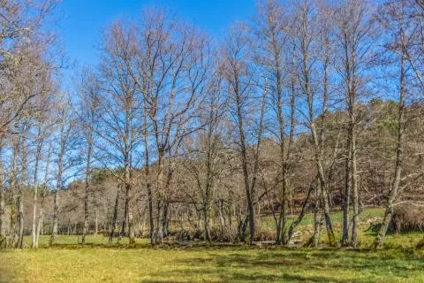 Detailed view of the parallel trees, path in the middle on the herbs field Stock Photos