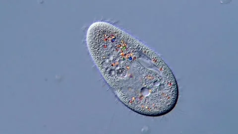 Detailed View of Paramecium Under Microscope Lens Vídeos de archivo 317956132