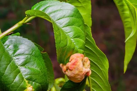 Detailed view of peach tree leaf affected by fungal peach curl, highlighting  Stock Photos