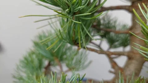 Detailed view of a pine bonsai tree with needles and bark Stock Footage 333778663