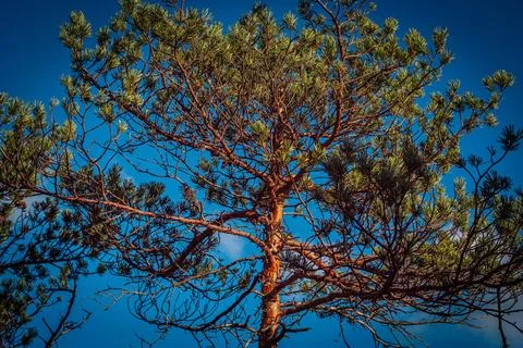 Detailed view of pine branches spreading outwards with bright green. Stock Photos