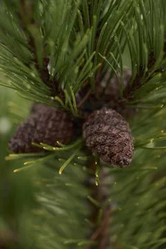 A Detailed View of a Pine Cone Surrounded by Vibrant Green Pine Needles Stock Photos