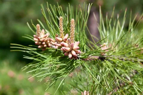 Detailed view of pine tree branches with young cones in a lush green forest Stock Photos