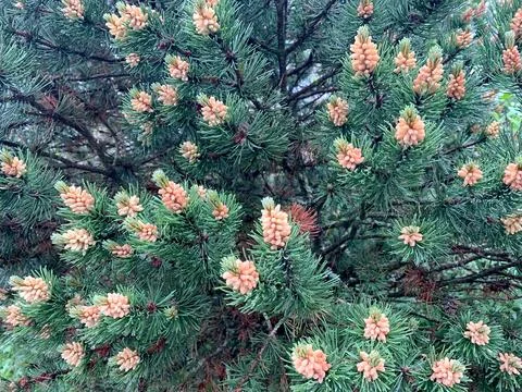 A detailed view of a pine tree showcasing an abundance of green leaves fillin Stock Photos