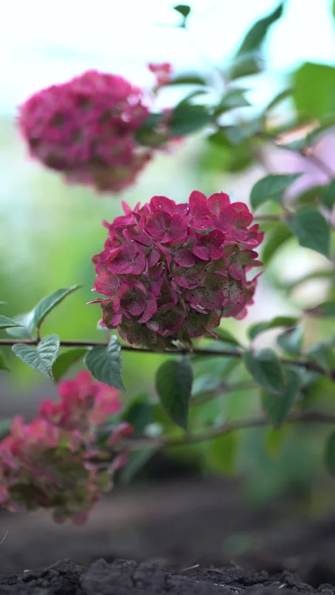 Detailed view of pink hydrangea cluster with fresh green foliage  Stock Footage 342442744