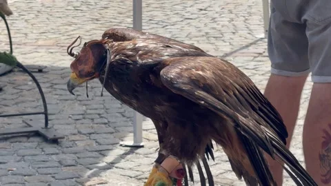 Detailed View of a Powerful Raptor. Stock Footage 337100747