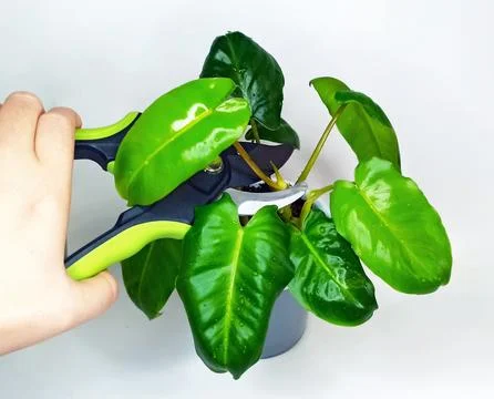 A detailed view of pruning and propagating Philodendron domesticum. The glo.. Stock Photos