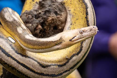Detailed view of a rare reticulated python with multiple genetic mutations Stock Photos