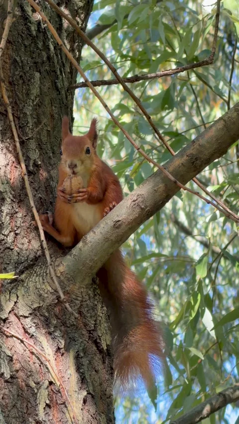 Detailed View of a Red Squirrel with a Nut Video stock 347162838