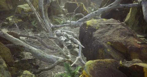 Detailed view of a rocky landscape with fallen trees and forest elements Stock Illustration