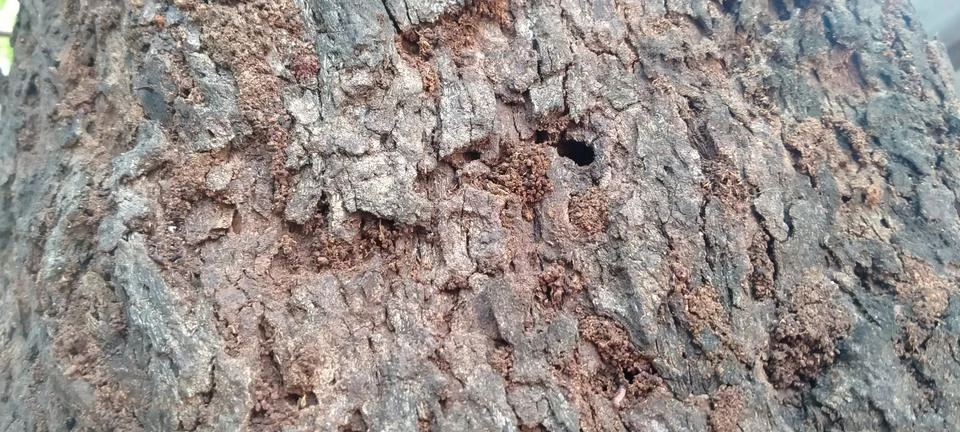 Detailed View of Rough Tree Bark on an Indonesian Petai Plant Stock Photos